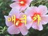 애국가 이미지
