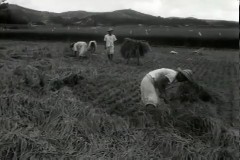 벼 추수 이미지