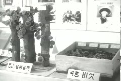 박정희 대통령 동정 이미지