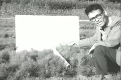개량 소나무 이미지