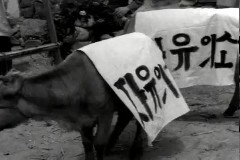 자유의 소 이미지
