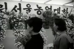 국화전시 이미지