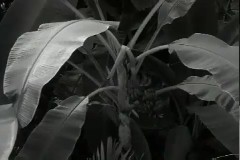 식물원 이미지