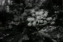 창경원 식물원 이미지