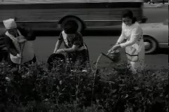 여성단체 꽃 가꾸기 이미지