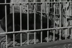 동물원 새식구 이미지