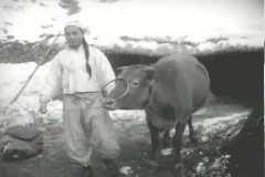 겨울속의 봄 이미지