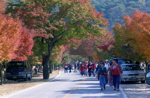 가을 스케치(단풍, 감) 이미지