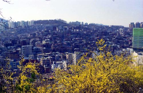 개나리 축제 이미지