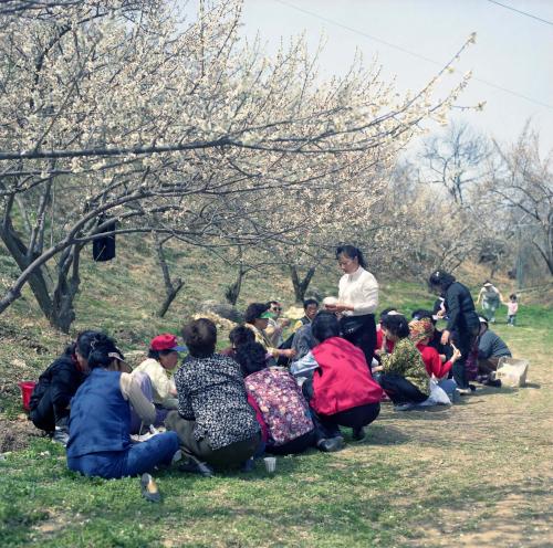 산수유 및 매화꽃 축제 촬영 이미지