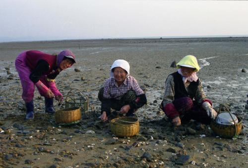 바쁜 어민(굴채취, 낙조) 이미지