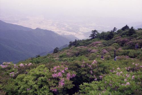 전북 무주구천동 덕유산 철쭉 이미지
