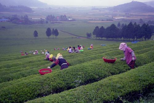 전남 보성 차밭 전경 이미지