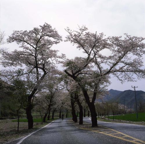 벚꽃 이미지
