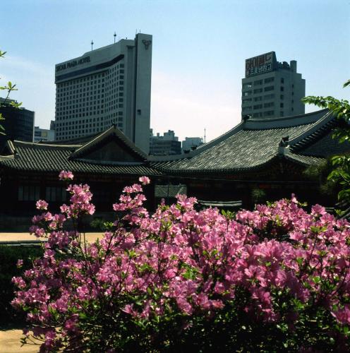 덕수궁 철쭉 이미지