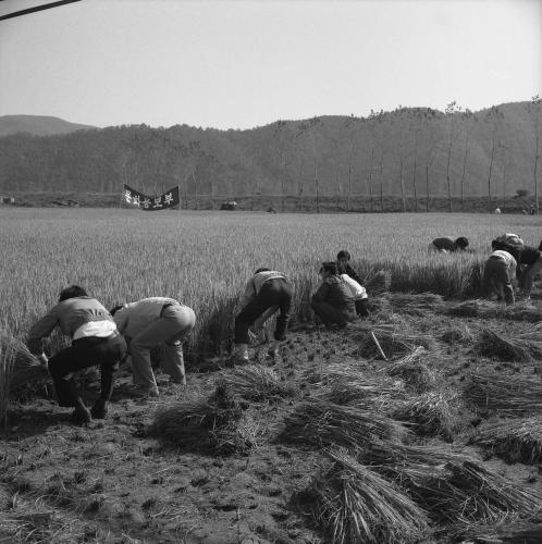 문화공보부 직원 벼 베기 이미지