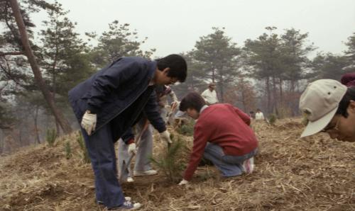 문화공보부 식목일 행사, 식수(장관실) 이미지