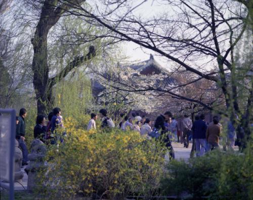 창경원 봄 스케치 이미지