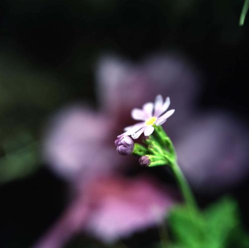 철쭉, 연산홍 이미지