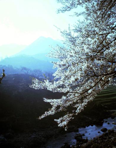 본관게시용 필름(벚꽃) 이미지