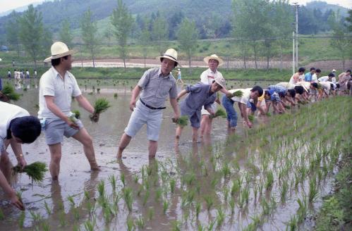 문화공보부 직원 모내기 이미지