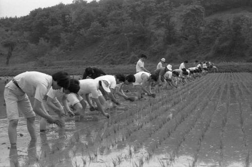 문화공보부직원 모내기 일손돕기 행사 참여 이미지