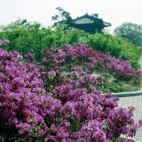 국립박물관(자산홍) 촬영 이미지