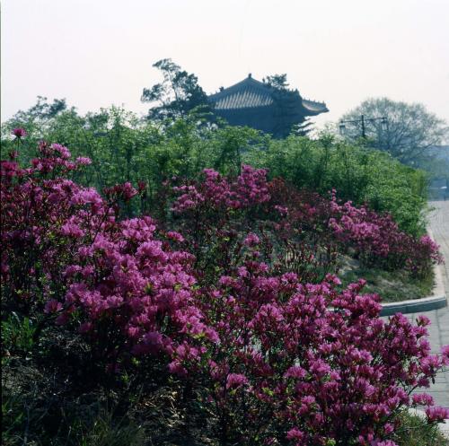 국립박물관 자산홍 이미지