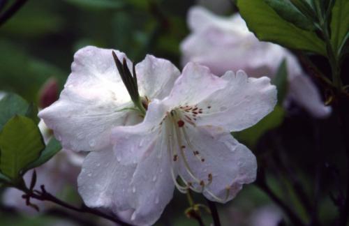 산철쭉 및 도봉산 이미지