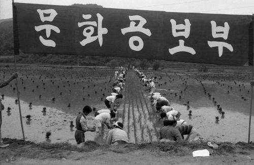 문화공보부직원 모내기 일손돕기운동 이미지