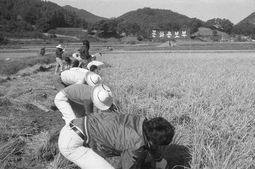문화공보부 직원 일손돕기 벼베기행사 이미지