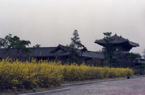 경복궁 벚꽃, 개나리 이미지