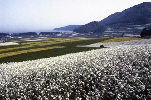 유채꽃, 메밀꽃, 파꽃 이미지
