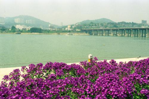 한강시민공원 수영장 및 꽃 풍경 이미지