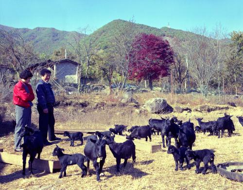 흑염소 이미지
