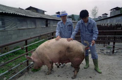 돼지 인공수정 이미지