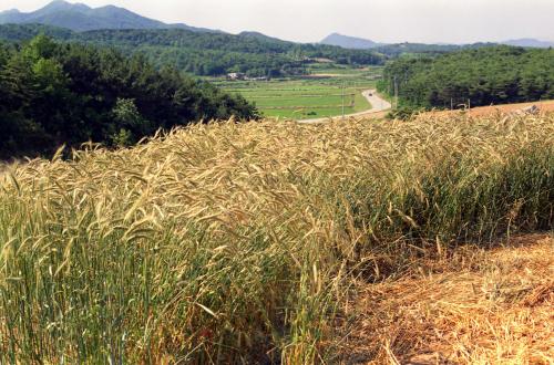 밀 수확 이미지