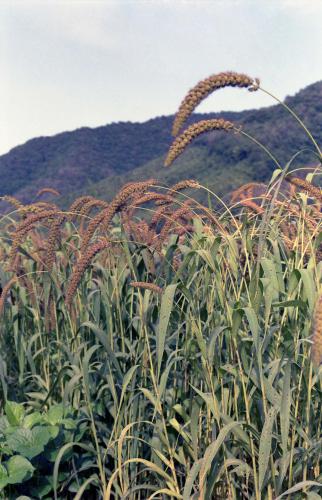 해바라기, 조 이미지