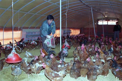 우루과이라운드(UR)관계 토종닭 사육 가공 이미지