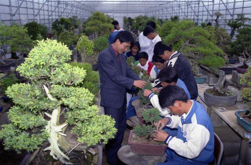 분재 재배 및 수출(영선고등학교) 이미지