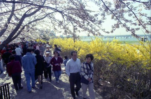 여의도 벚꽃 축제 이미지