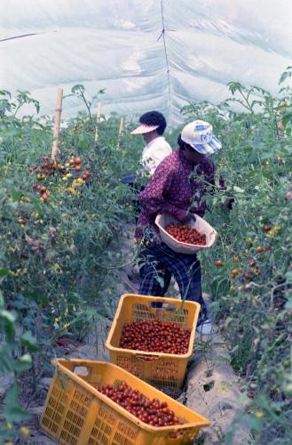 농촌 소득(방울토마토 재배) 이미지