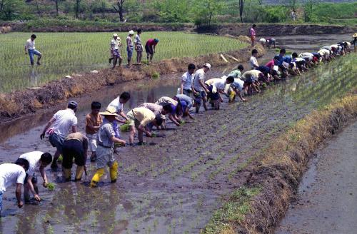 공보처 직원 모내기 이미지